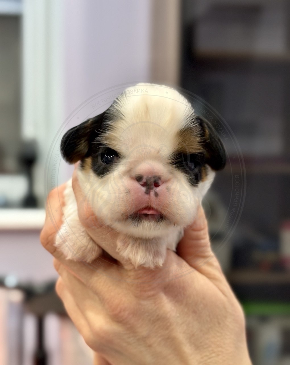 Фото Щенок 10