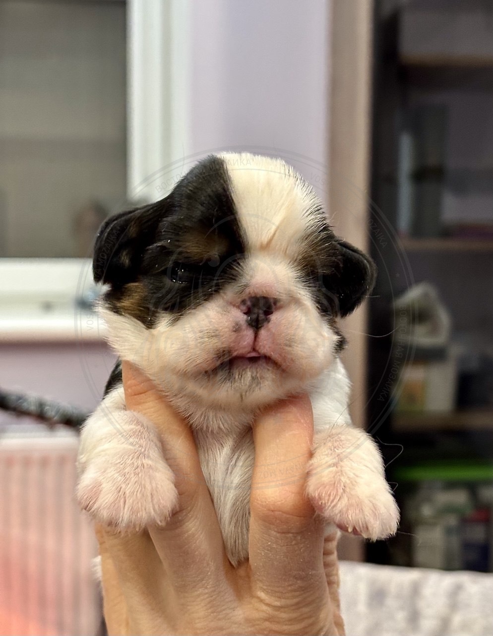 Фото Щенок 11