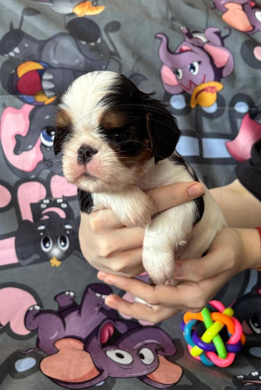 Фото Puppy №3