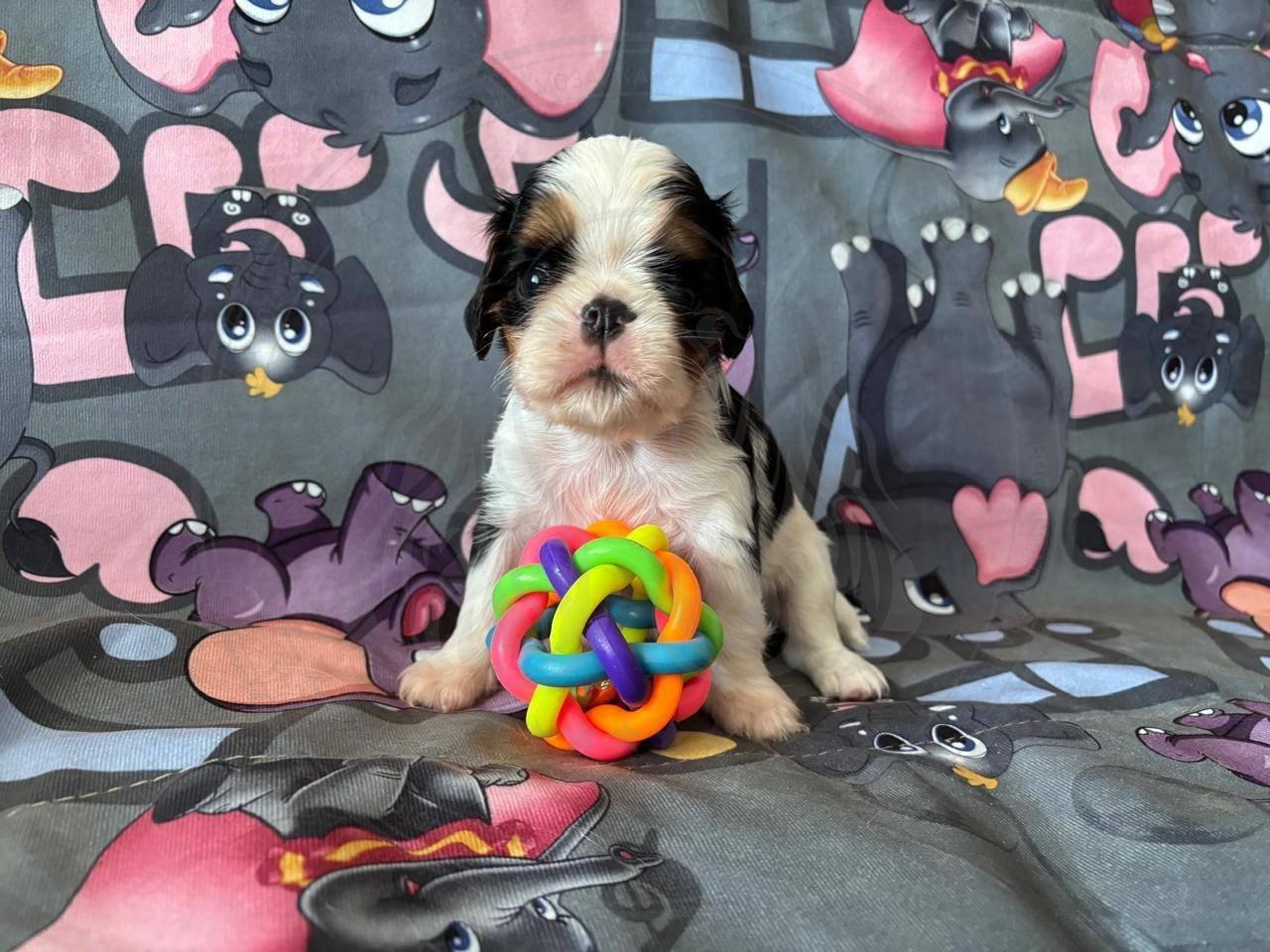 Фото Puppy №3