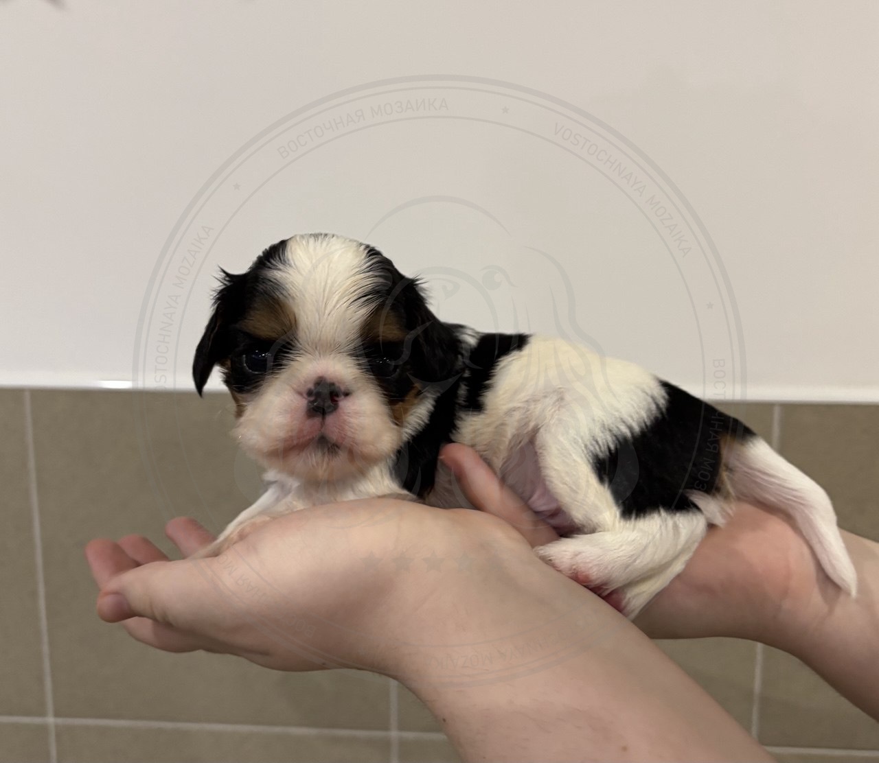 Фото Puppy №3